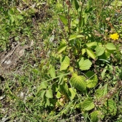 Coleus australis at OHara Headland Walking Track - 25 Feb 2024 01:18 PM