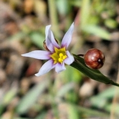 Sisyrinchium rosulatum (Scourweed) at Kioloa, NSW - 25 Feb 2024 by trevorpreston