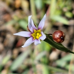 Sisyrinchium rosulatum at Kioloa Bushcare Group - 25 Feb 2024 01:17 PM