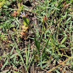 Sisyrinchium rosulatum at Kioloa Bushcare Group - 25 Feb 2024 01:17 PM