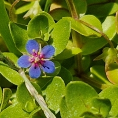 Lysimachia loeflingii (Blue Pimpernel) at Kioloa, NSW - 25 Feb 2024 by trevorpreston