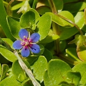 Lysimachia loeflingii at OHara Headland Walking Track - 25 Feb 2024 01:17 PM