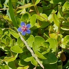 Lysimachia loeflingii at OHara Headland Walking Track - 25 Feb 2024