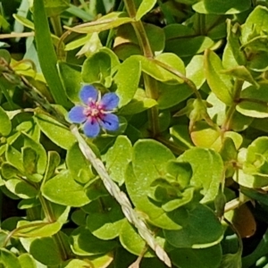 Lysimachia loeflingii at OHara Headland Walking Track - 25 Feb 2024 01:17 PM