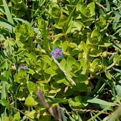 Lysimachia loeflingii at OHara Headland Walking Track - 25 Feb 2024