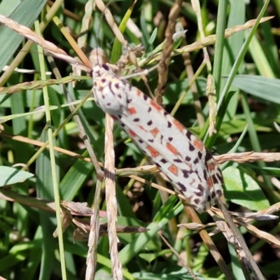Utetheisa pulchelloides (Heliotrope Moth) at Kioloa, NSW - 25 Feb 2024 by trevorpreston