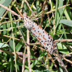 Utetheisa pulchelloides (Heliotrope Moth) at OHara Headland Walking Track - 25 Feb 2024 by trevorpreston