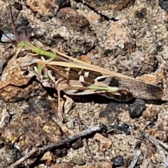 Chortoicetes terminifera (Australian Plague Locust) at Kioloa, NSW - 25 Feb 2024 by trevorpreston
