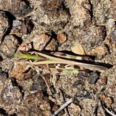 Chortoicetes terminifera at OHara Headland Walking Track - 25 Feb 2024