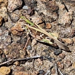 Chortoicetes terminifera at OHara Headland Walking Track - 25 Feb 2024 01:16 PM