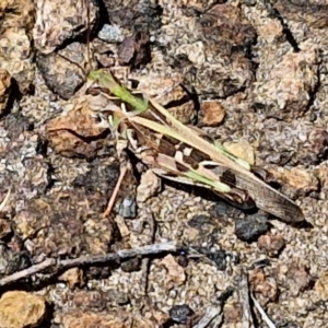 Chortoicetes terminifera at OHara Headland Walking Track - 25 Feb 2024 01:16 PM