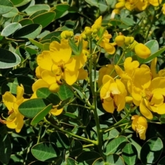 Senna pendula var. glabrata (Easter Cassia) at Kioloa, NSW - 25 Feb 2024 by trevorpreston