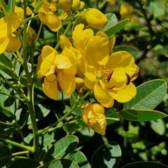 Senna pendula var. glabrata at OHara Headland Walking Track - 25 Feb 2024