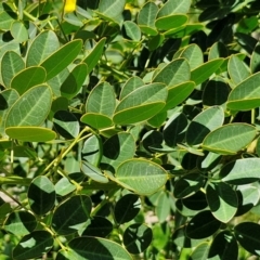 Senna pendula var. glabrata at OHara Headland Walking Track - 25 Feb 2024