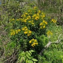 Senna pendula var. glabrata at OHara Headland Walking Track - 25 Feb 2024