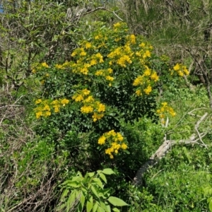 Senna pendula var. glabrata at OHara Headland Walking Track - 25 Feb 2024 01:15 PM