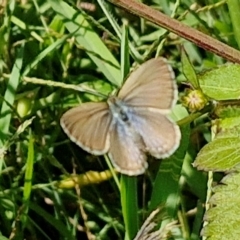 Zizina otis (Common Grass-Blue) at Batemans Marine Park - 25 Feb 2024 by trevorpreston