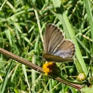 Zizina otis at OHara Headland Walking Track - 25 Feb 2024