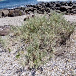 Atriplex cinerea at OHara Headland Walking Track - 25 Feb 2024