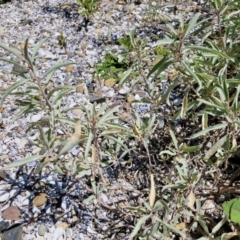 Atriplex cinerea at OHara Headland Walking Track - 25 Feb 2024