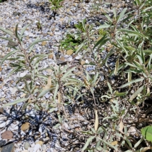 Atriplex cinerea at OHara Headland Walking Track - 25 Feb 2024