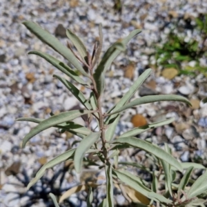 Atriplex cinerea at OHara Headland Walking Track - 25 Feb 2024