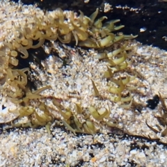 Oulactis muscosa (Sand Anemone) at Kioloa, NSW - 25 Feb 2024 by trevorpreston