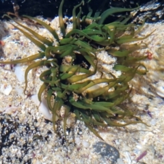 Aulactinia veratra (Anemone) at Kioloa, NSW - 25 Feb 2024 by trevorpreston