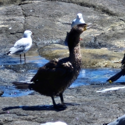 Phalacrocorax carbo (Great Cormorant) at OHara Headland Walking Track - 25 Feb 2024 by trevorpreston