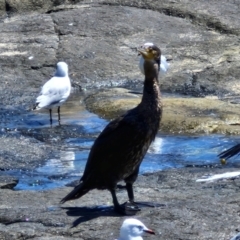 Phalacrocorax carbo at OHara Headland Walking Track - 25 Feb 2024 01:05 PM