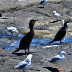 Phalacrocorax carbo at OHara Headland Walking Track - 25 Feb 2024