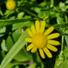 Senecio madagascariensis at Kioloa Bushcare Group - 25 Feb 2024