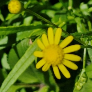 Senecio madagascariensis at Kioloa Bushcare Group - 25 Feb 2024