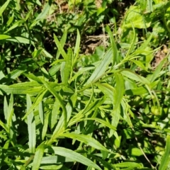 Senecio madagascariensis at Kioloa Bushcare Group - 25 Feb 2024