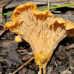 Cantharellus concinnus (Pink Chantarelle) at Ulladulla, NSW - 24 Feb 2024 by trevorpreston