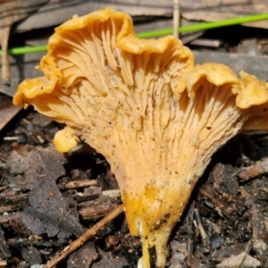 Cantharellus concinnus at Ulladulla Wildflower Reserve - 24 Feb 2024