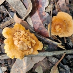 Cantharellus concinnus at Ulladulla Wildflower Reserve - 24 Feb 2024