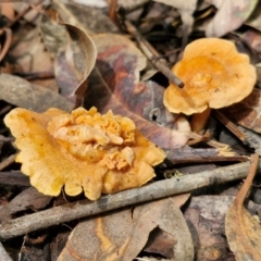 Cantharellus concinnus at Ulladulla Wildflower Reserve - 24 Feb 2024