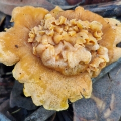 Cantharellus concinnus at Ulladulla Wildflower Reserve - 24 Feb 2024