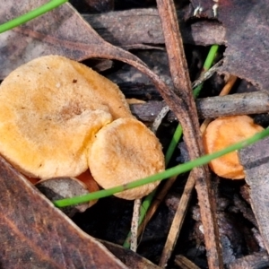 Cantharellus concinnus at Ulladulla Wildflower Reserve - 24 Feb 2024