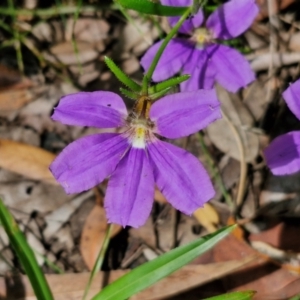Scaevola ramosissima at Ulladulla Wildflower Reserve - 24 Feb 2024 02:30 PM