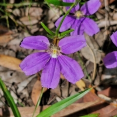 Scaevola ramosissima (Hairy Fan-flower) at Ulladulla, NSW - 24 Feb 2024 by trevorpreston
