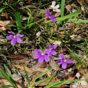 Scaevola ramosissima at Ulladulla Wildflower Reserve - 24 Feb 2024