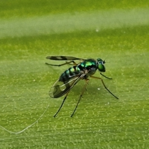 Austrosciapus connexus at Ulladulla, NSW - 24 Feb 2024