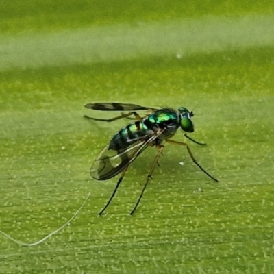 Austrosciapus connexus (Green long-legged fly) at Ulladulla, NSW - 24 Feb 2024 by trevorpreston