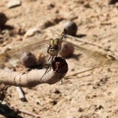 Orthetrum caledonicum (Blue Skimmer) at Federation Hill - 25 Feb 2024 by KylieWaldon