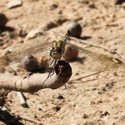 Orthetrum caledonicum (Blue Skimmer) at West Wodonga, VIC - 24 Feb 2024 by KylieWaldon