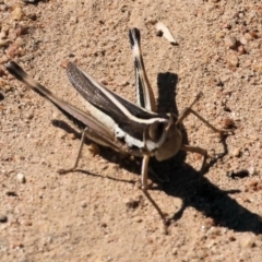 Macrotona sp. (genus) (Macrotona grasshopper) at West Wodonga, VIC - 24 Feb 2024 by KylieWaldon