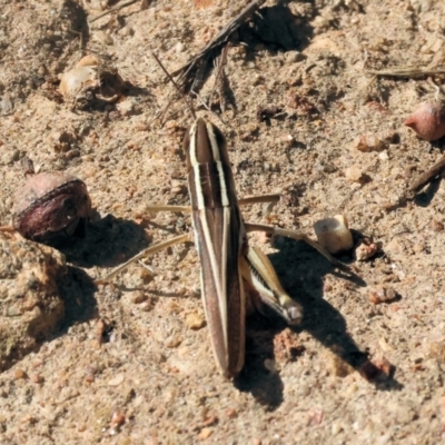 Macrotona sp. (genus) (Macrotona grasshopper) at Federation Hill - 25 Feb 2024 by KylieWaldon