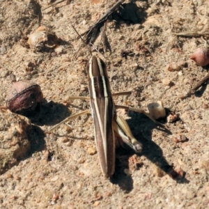 Macrotona sp. (genus) at Wodonga - 25 Feb 2024